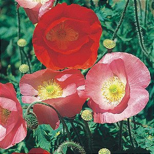 Papoula Singela Sortida (Papaver rhoeas) - 500 SEMENTES