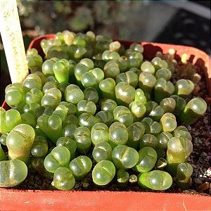 Sementes de Conophytum praesectum (10 sementes)