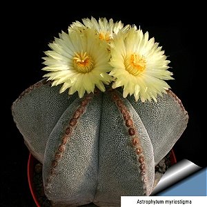 Sementes de Astrophytum myriostigma (10 sementes)