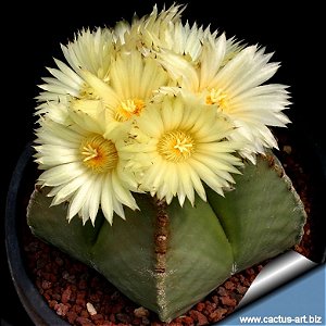 Sementes de Astrophytum myriostigma var nudum (10 sementes)