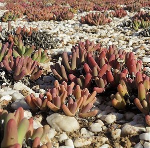 Sementes de Argyroderma fissum (10 sementes)