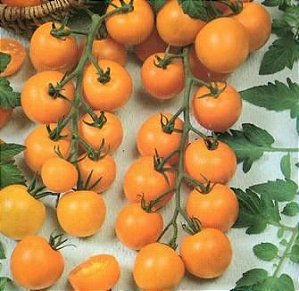 Sementes de Tomate Cereja Laranja (Solanum lycopersicum)
