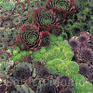 Sementes de Sempervivum Mix (20 sementes)