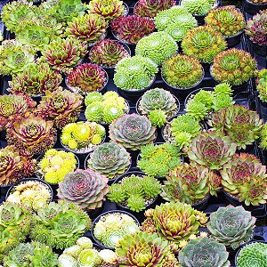 Sementes de Sempervivum Mix (20 sementes)