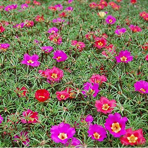 Sementes da Flor Onze Horas Singela Sortida (Portulaca grandiflora)