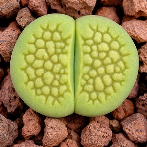 Lithops hallii v. ochracea Green Soapstone - 10 sementes