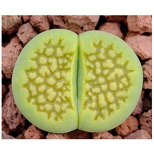 Sementes de Lithops hallii v. ochracea Green Soapstone (10 sementes)