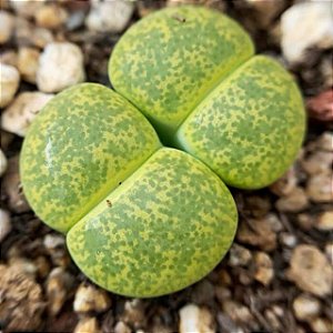 Sementes de Lithops lesliei form Albinica C36A (10 sementes)