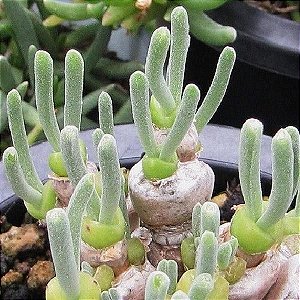 Sementes de Monilaria pisiformis 'Suculenta Colar de Pérolas' (10 sementes)