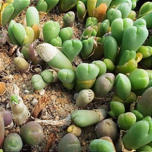 Sementes de Vanheerdia angusta (10 sementes)