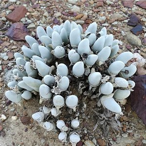 Sementes de Gibbaeum pubescens (10 sementes)