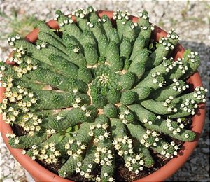 Sementes de Euphorbia inermis (5 sementes)