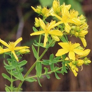 Sementes de Erva de São João / Hipérico (Hypericum perforatum L.)