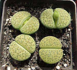 Sementes de Lithops fulviceps var. Aurea C363 (10 sementes)
