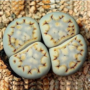 Lithops fulleri var. rouxii - 10 sementes