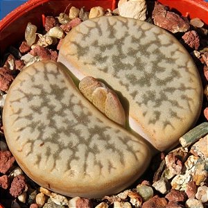 Sementes de Lithops hookeri var. susannae (10 sementes)