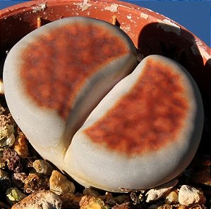 Sementes de Lithops karasmontana var. lateritia (10 sementes)