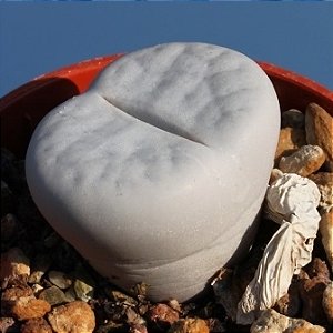 Sementes de Lithops pseudotruncatella subs. volkii (10 sementes)