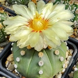 Sementes de Astrophytum asterias var. nudum (10 sementes)