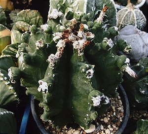 Sementes de Astrophytum myriostigma Invator (5 sementes)