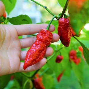 Sementes de Pimenta Bhut Jolokia (Ghost Pepper) – Capsicum chinense
