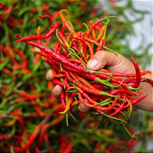Sementes de Pimenta Caiena Long Slim (Capsicum frutescens)