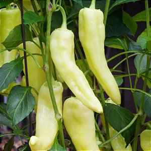 Sementes de Pimenta Doce Sweet Banana Pepper (Capsicum annuum)