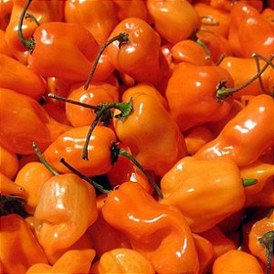 Sementes de Pimenta Habanero Laranja (Capsicum chinense)