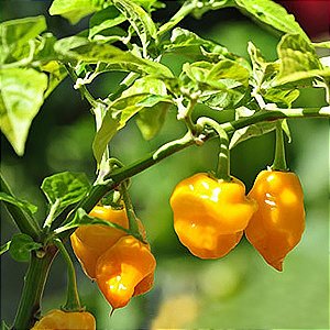 Sementes de Pimenta Trinidad Scorpion Yellow – 2ª Mais Forte do Mundo! (Capsicum chinense)