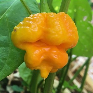 Sementes de Pimenta Trinidad Scorpion Amarela - 2ª mais forte do mundo!