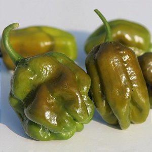 Sementes de Pimenta Trinidad Scorpion Olive - 2ª mais forte do mundo!