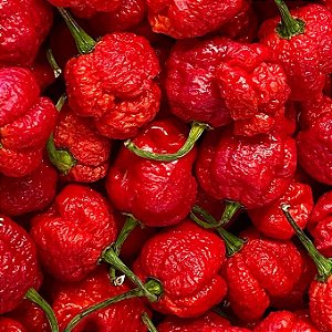 Sementes de Pimenta Trinidad Moruga Scorpion – 2ª Mais Forte do Mundo! (Capsicum chinense)