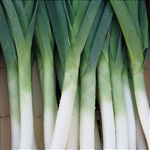 Sementes de Alho Poró Francês (Allium porrum)