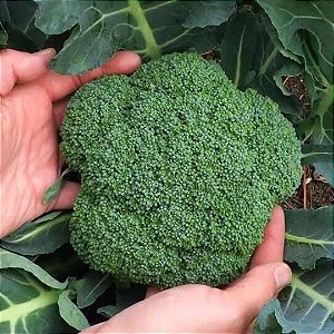 Sementes de Brócolis de Cabeça (Brassica oleracea)