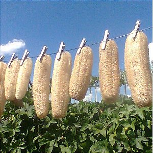 Sementes de Bucha Vegetal / Esponja Natural (Luffa cylindrica)