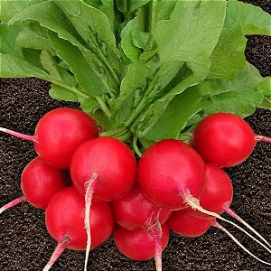 Sementes de Rabanete Gigante (Raphanus sativus)