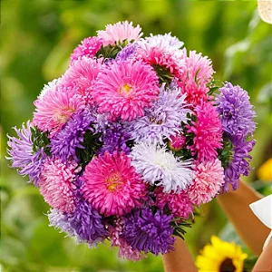 Aster Plumosa Sortida (Callistephus chinensis) - 50 SEMENTES