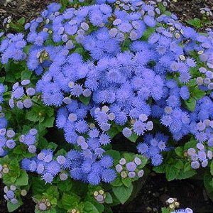 Sementes da Flor Agerato Azul Blue Mink (Ageratum houstonianum)