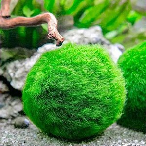 Esfera de Musgo Marimo Moss Ball Médio 2,5cm