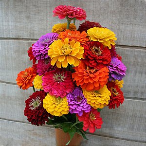 Zinia Dália Dobrada Sortida (Zinnia elegans) - 30 SEMENTES