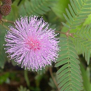 Sementes de Dorme-Dorme (Mimosa pudica)