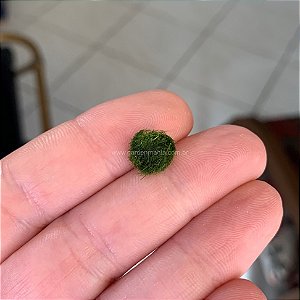 Esfera de Musgo Marimo Moss Ball Mini 0,8cm