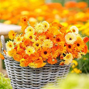 Sementes da Flor Calêndula (Calendula officinalis)