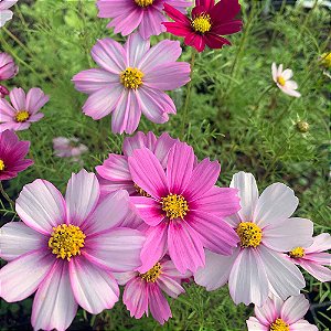 Cosmos Carnaval Sortida (Cosmos bipinnatus) - 20 SEMENTES