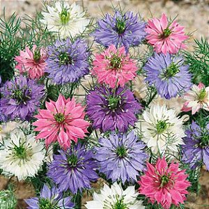 Sementes da Flor Dedo de Dama Sortida (Nigella damascena)