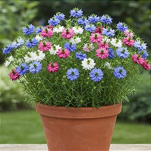 Sementes da Flor Dedo de Dama Sortida (Nigella damascena)