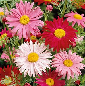 Sementes da Flor Piretro Sortida (Pyretrum hybridum) | Repelente Natural de Insetos
