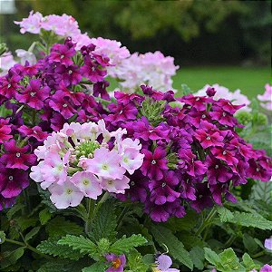 Sementes da Flor Verbena Anã Sortida (Verbena x hybrida)