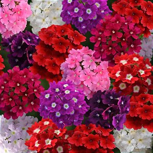Sementes da Flor Verbena Anã Sortida (Verbena x hybrida)
