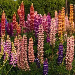 Sementes da Flor Lupino Sortido Russel (Lupinus polyphyllus)